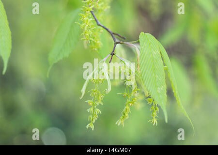 Close up of Acer Carpinifolium - Hornbeam maple flowering against a blurred green background in spring, England, UK Stock Photo