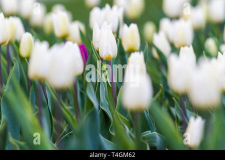 beautiful white tulips in a city park Stock Photo