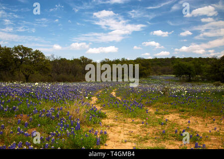 Old Road Through a field of Wild Flowers in Hill Country, Texas Stock Photo