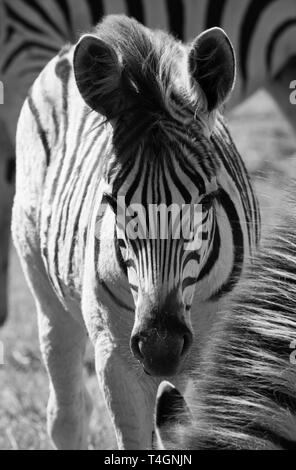 Young zebra, photographed in monochrome at Knysna Elephant Park, Garden Route, Western Cape, South Africa. Stock Photo