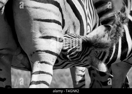 Young zebra feeds from its mother, photographed in monochrome at Knysna Elephant Park, Garden Route, Western Cape, South Africa. Stock Photo