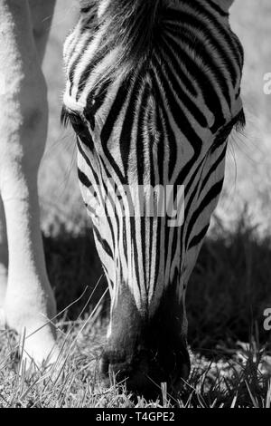 Young zebra, photographed in monochrome at Knysna Elephant Park, Garden Route, Western Cape, South Africa. Stock Photo