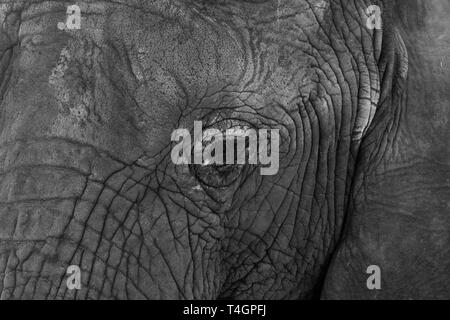 Close up of head of African elephant, photographed in monochrome at Knysna Elephant Park in the Garden Route, Western Cape,. South Africa Stock Photo