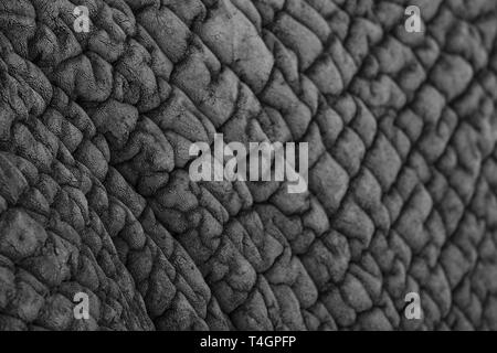 Close up textured skin of an African elephant, photographed in monochrome at Knysna Elephant Park in the Garden Route, Western Cape. South Africa Stock Photo