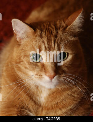 A large ginger cat with a white chin sitting down looking with big eyes. Stock Photo