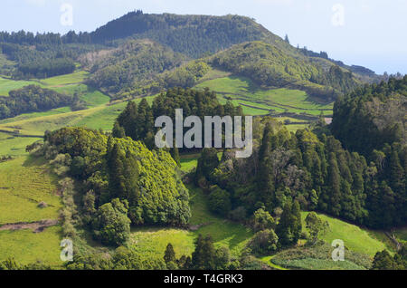 Conifer plantations of Japanese red cedar mixed with remnants of native forest on the slopes of Pico Alto, Santa Maria island, Azores archipelago Stock Photo