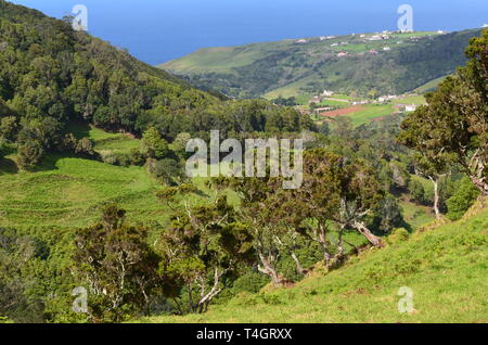 Conifer plantations of Japanese red cedar mixed with remnants of native forest on the slopes of Pico Alto, Santa Maria island, Azores archipelago Stock Photo