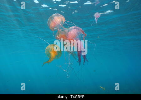 Several jellyfish underwater in Mediterranean sea, mauve stinger Pelagia noctiluca, Spain