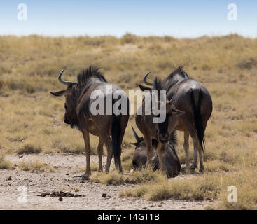 A buffaloes group in Namibia during August Stock Photo