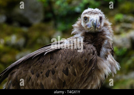 The Cinereous vulture, Aegypius monachus is a large raptorial bird that is distributed through much of Eurasia. It is also known as the black vulture, Stock Photo