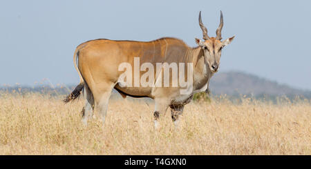 A single Common Eland bull feeding in open grassland, looking up, close side view, Ol Pejeta Conservancy, Laikipia, Kenya, Africa Stock Photo