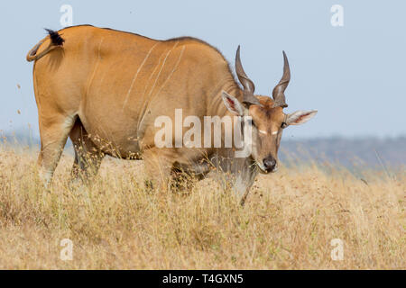 Side view of a common eland Stock Photo - Alamy