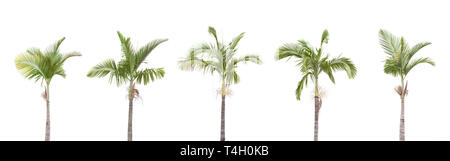 A row of Palm trees isolated on white background Stock Photo