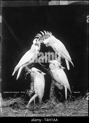 cockatoos vintage photo Stock Photo