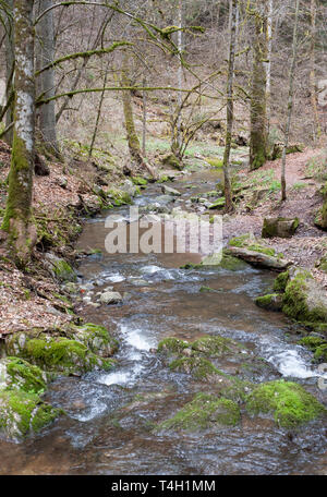 Woodland stream, in early spring, Wutachschlucht Gorge, Black Forest, Germany, Black Forest, Germany Stock Photo