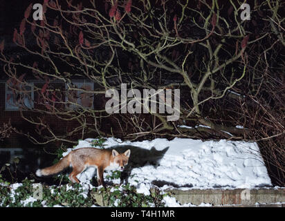 adult Red Fox, Vulpes vulpes, in suburban garden  London, United Kingdom Stock Photo