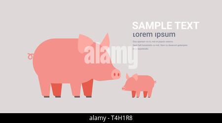cute pigs family cartoon farm domestic animals husbandry grazing cattle concept flat horizontal copy space Stock Vector
