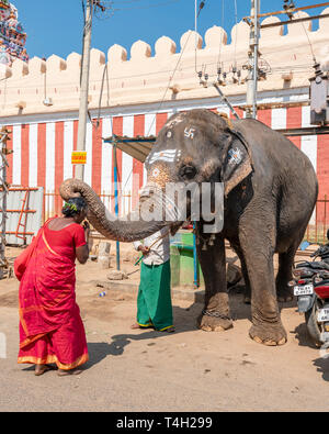 Vertical portrait of a lady being blessed by an elephant at Sri Ranganathaswamy Temple in Trichy, India. Stock Photo