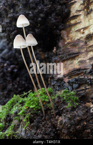 Mushroom - Yellowleg Bonnet. (Mycena epipterygia) Stock Photo