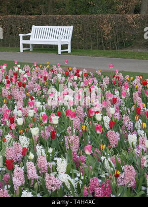 White bench at the edge of a path overlooking a spring border planted with a mass of pink & white hyacinths and tulips; Keukenhof Tulip Festival, 2019 Stock Photo