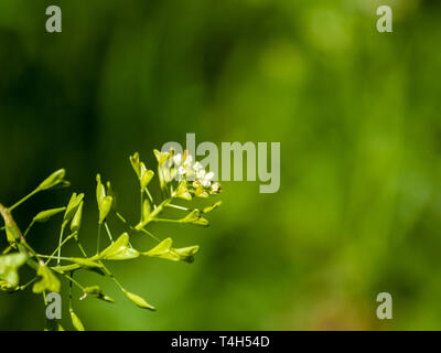 Shepherds purse flowers in spring with bokeh background Stock Photo