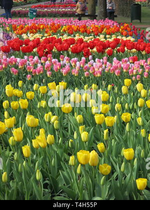 Blocks of colour form a vivid landscape with the multi-coloured carpet of tulips; Keukenhof garden festival, April 2019 Stock Photo