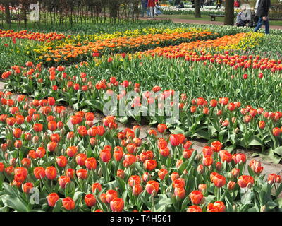 Blocks of colour form a vivid landscape with the multi-coloured carpet of tulips; Keukenhof garden festival, April 2019 Stock Photo