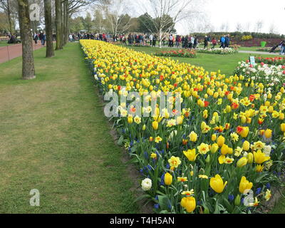 A bed of yellow tulips and daffodils makes a colourful display at the Keukenhof garden festival, April 2019 Stock Photo