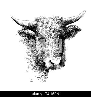 Hand drawn bull head Stock Vector