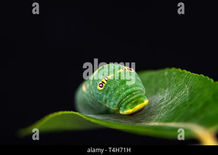 Tiger swallowtail (Papilio rutulus) caterpillar on a willow leaf, with false eye spots - on a black background Stock Photo