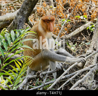 Male proboscis (long-nosed) monkey sitting on tree branch, Sabah (Borneo), Malaysia Stock Photo