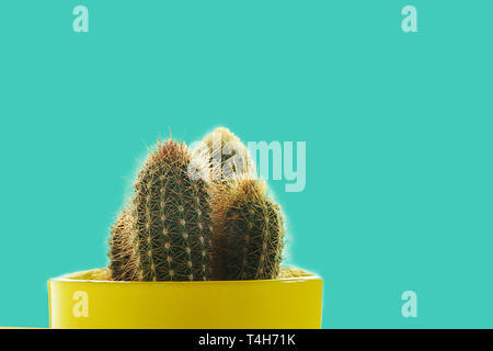 Cactus plant in yellow pot on pastel blue background. Minimal concept, isolated. Stock Photo