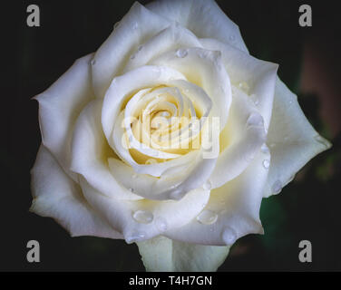 Macro or close up of a white rose flower with droplets of rain on it Stock Photo