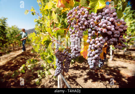 Monterey California,County Carmel Valley Bernardus Marinus Vineyard Cabernet grapes before harvest CA091,CA091 Stock Photo