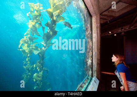 Monterey California,Bay water Aquarium,collection,fish,marine life,attraction,educational,Giant Kelp Forest exhibit rockfish visitor CA097,visitors tr Stock Photo