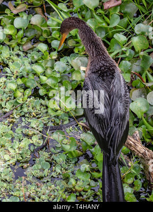 Female Anhinga debates on eating a snake even though it had just filled up on a catfish Stock Photo