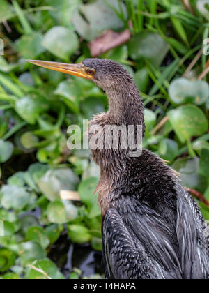 Profile of female Anhinga Stock Photo