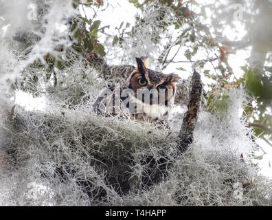 The male Great Horned owl watches over his family from high above in  a tree surrounded by Spanish moss Stock Photo
