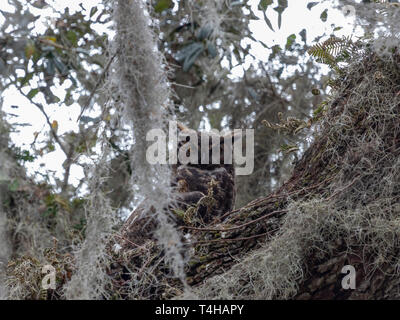 Great Horned owl female watching over her young while the male watches from high above Stock Photo