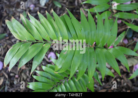 Zamia acuminata, Zamiaceae in the Royal Botanic Garden, Sydney. Stock Photo