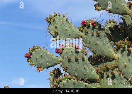 flowering prickly pear cactus (Opuntia), Kargicak, Alanya, Province Antalya, Turkey Stock Photo