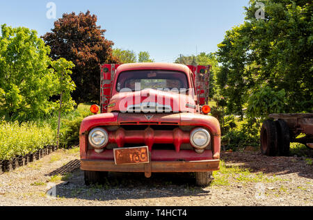Niagara on the lake, Ontario - June 14, 2018: Front of 1952 Red Ford F-3 Pickup Truck at  the lake shore of Niagara, rusted and broken. Stock Photo