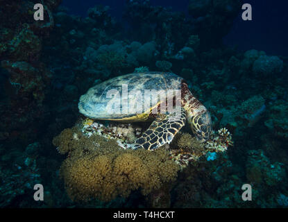 Hawksbill turtle, Eretmochelys imbricata, feeding on coral reef in Hamata, Red Sea, Egypt Stock Photo