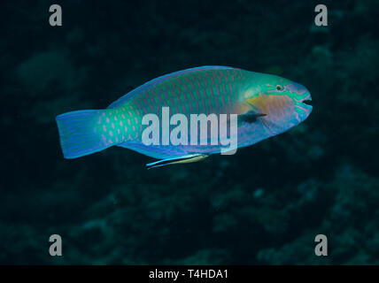 rusty parrotfish, Scarus ferrugineus, with cleaner wrasse on coral reef, Red Sea, Egypt Stock Photo