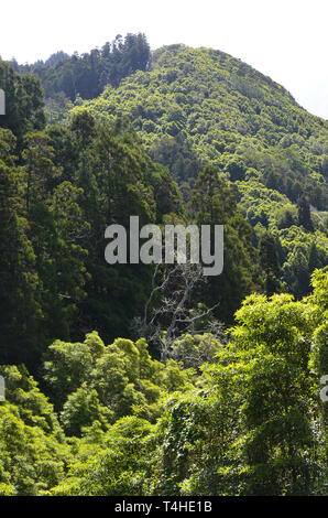 Conifer plantations of Japanese red cedar mixed with remnants of native forest on the slopes of Pico Alto, Santa Maria island, Azores archipelago Stock Photo