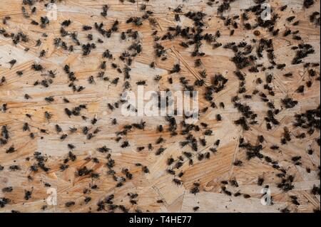 Dead flies lying on the ground may be infected Stock Photo