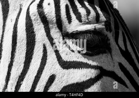 Macro photo of eye of young zebra calf, photographed in monochrome in Knysna, Garden Route, Western Cape, South Africa. Stock Photo
