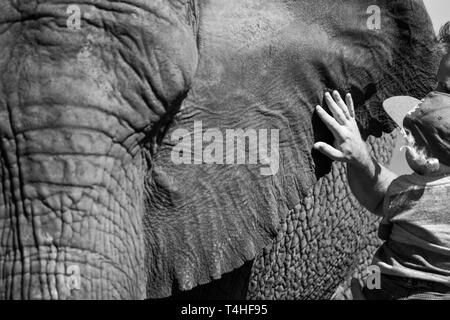 Hand of tourist stroking an African elephant, photographed at Knysna Elephant Park in the Garden Route, Western Cape, South Africa Stock Photo