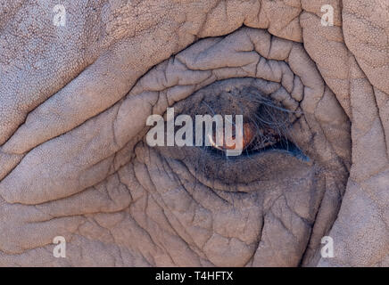 Close up of an eye of an African elephant, photographed at Knysna Elephant Park in the Garden Route, Western Cape, South Africa Stock Photo