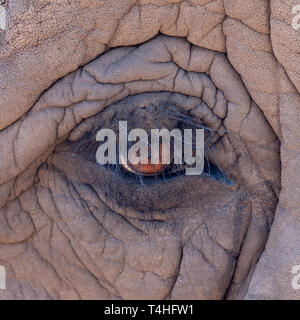 Close up of an eye of an African elephant, photographed at Knysna Elephant Park in the Garden Route, Western Cape, South Africa Stock Photo